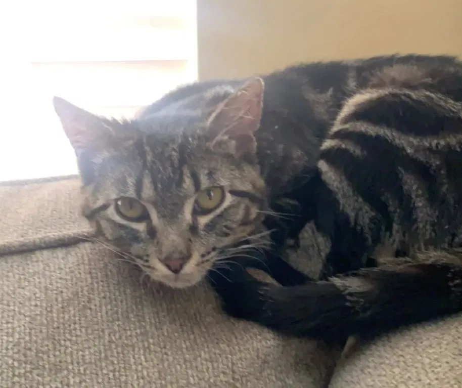 Lost cat in Round Rock, TX, 78665