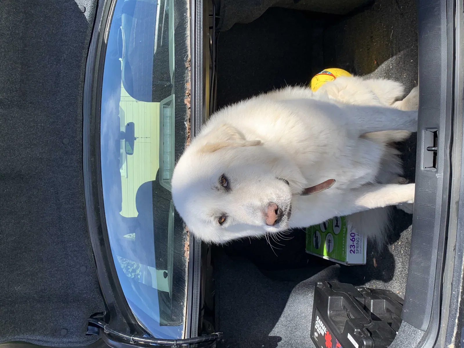 Lost dog in Fresno, CA, 93706