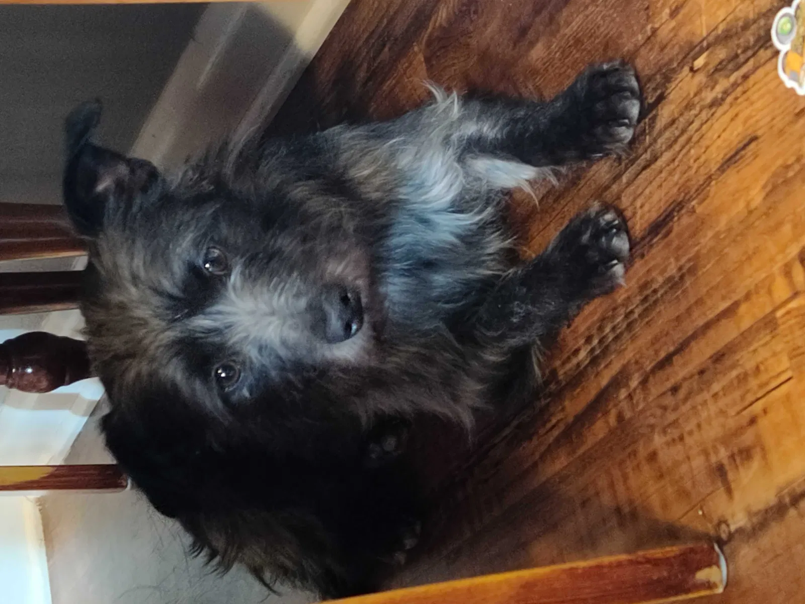 Lost dog in Lincoln Park, MI, 48146