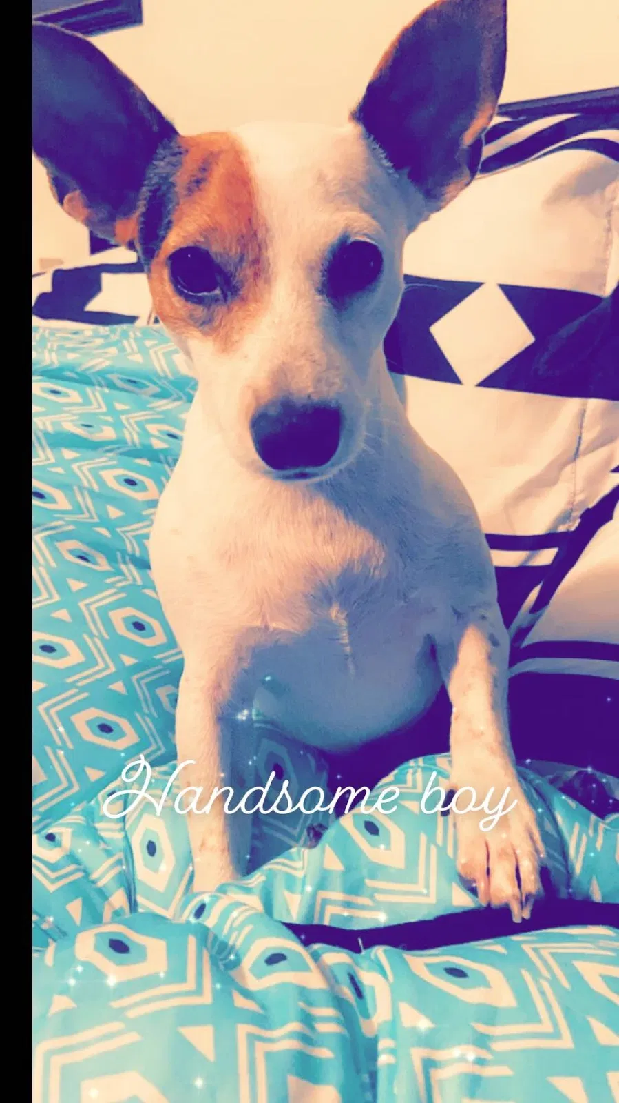 Lost dog in Savannah, GA, 31401