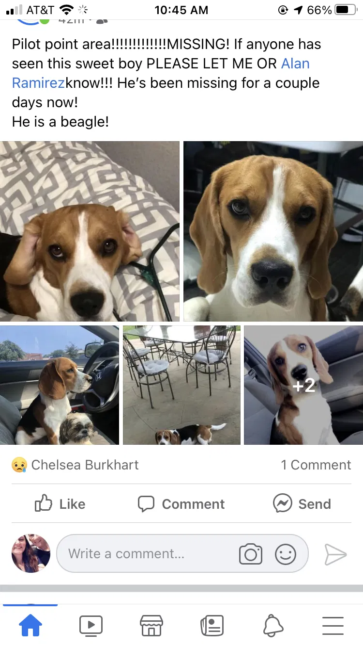 Lost dog in Pilot Point, TX, 76258