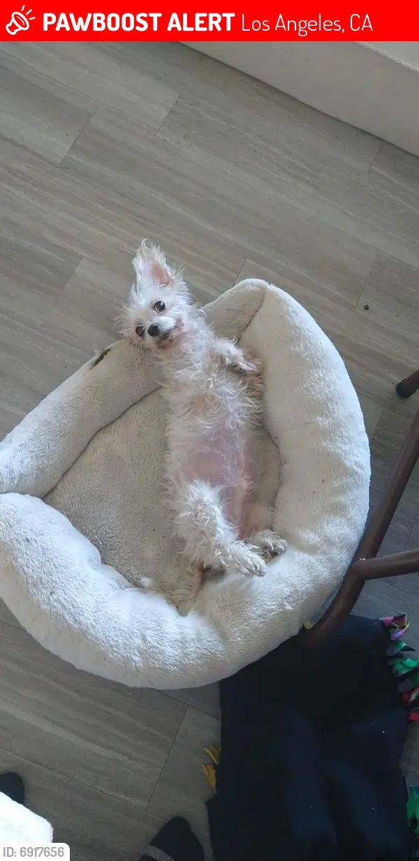Lost dog in Los Angeles, CA, 90047