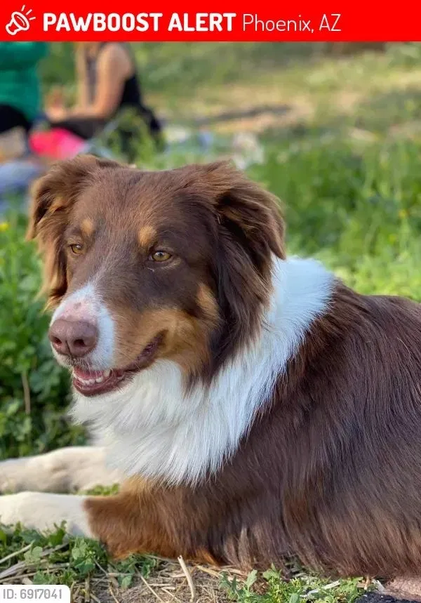 Lost dog in Phoenix, AZ, 85042