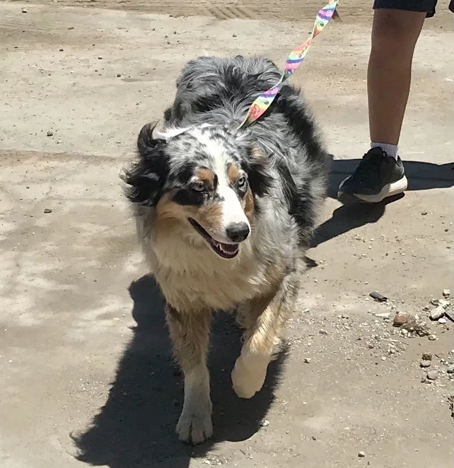 Lost dog in Banning, CA, 92220