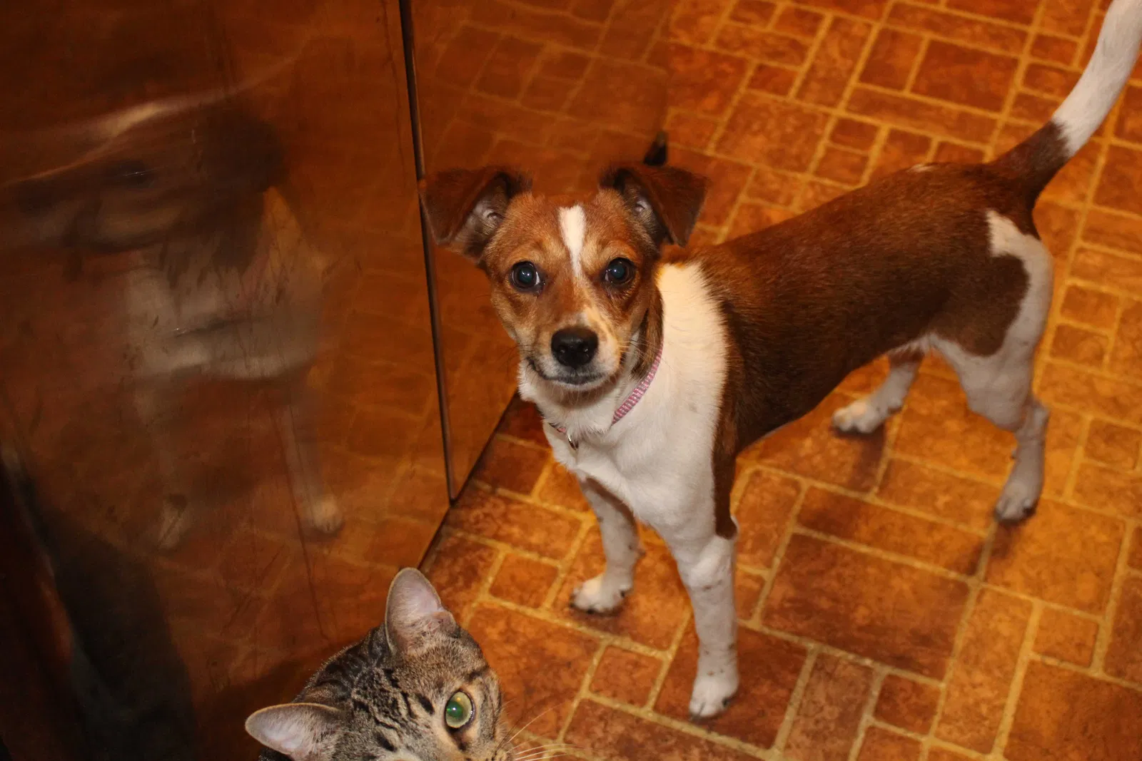 Lost dog in Havana, FL, 32333