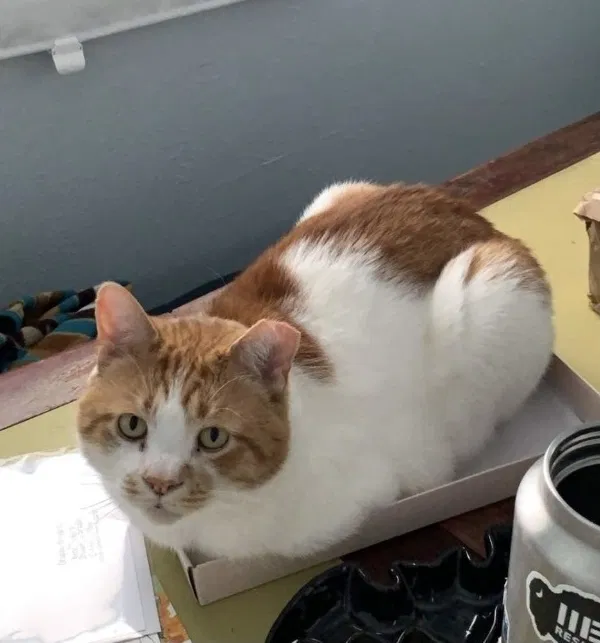 Lost cat in Aurora, CO, 80010