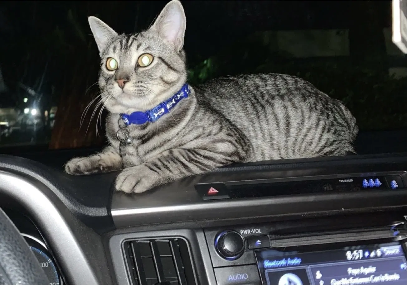 Lost cat in Paramount, CA, 90723