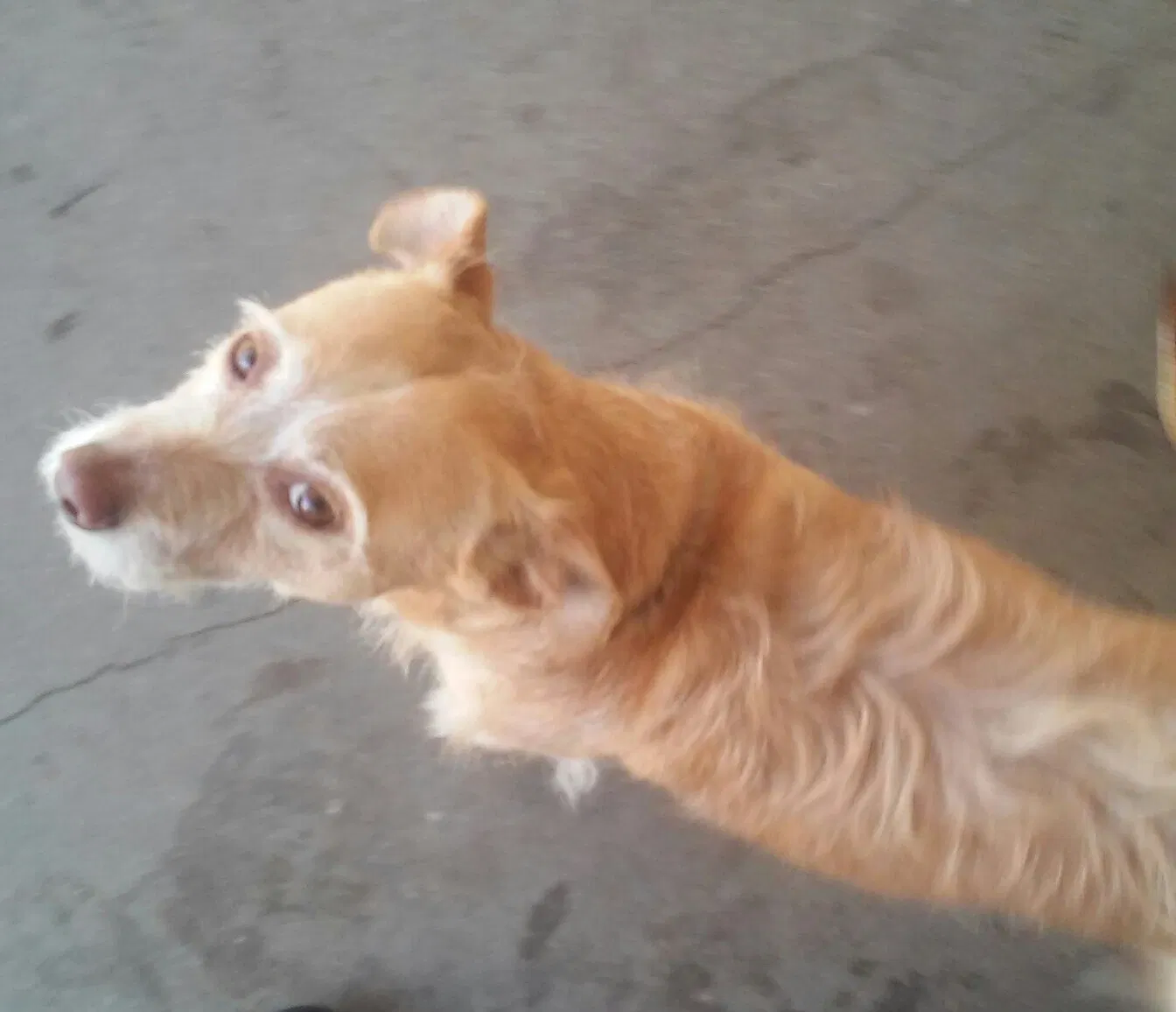 Lost dog in Los Angeles, CA, 90033