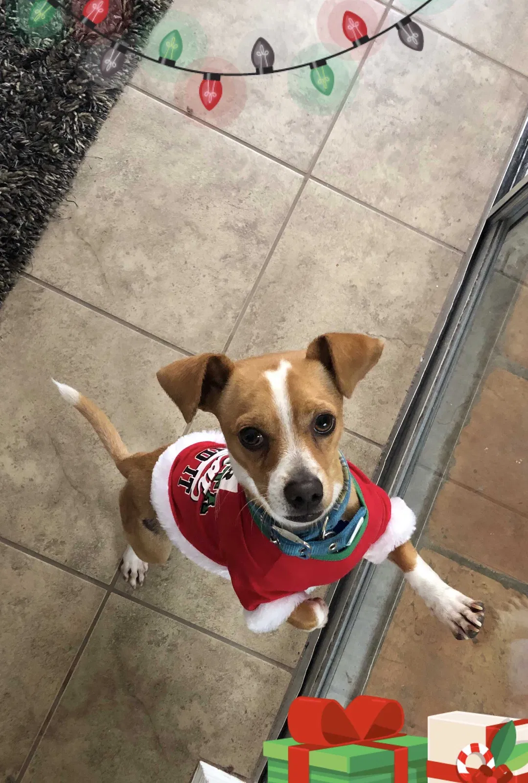 Lost dog in La Mirada, CA, 90638