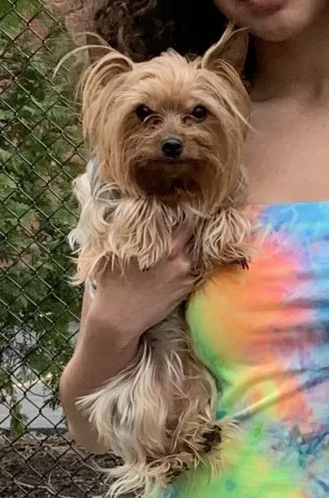 Lost dog in Hartford, CT, 6106