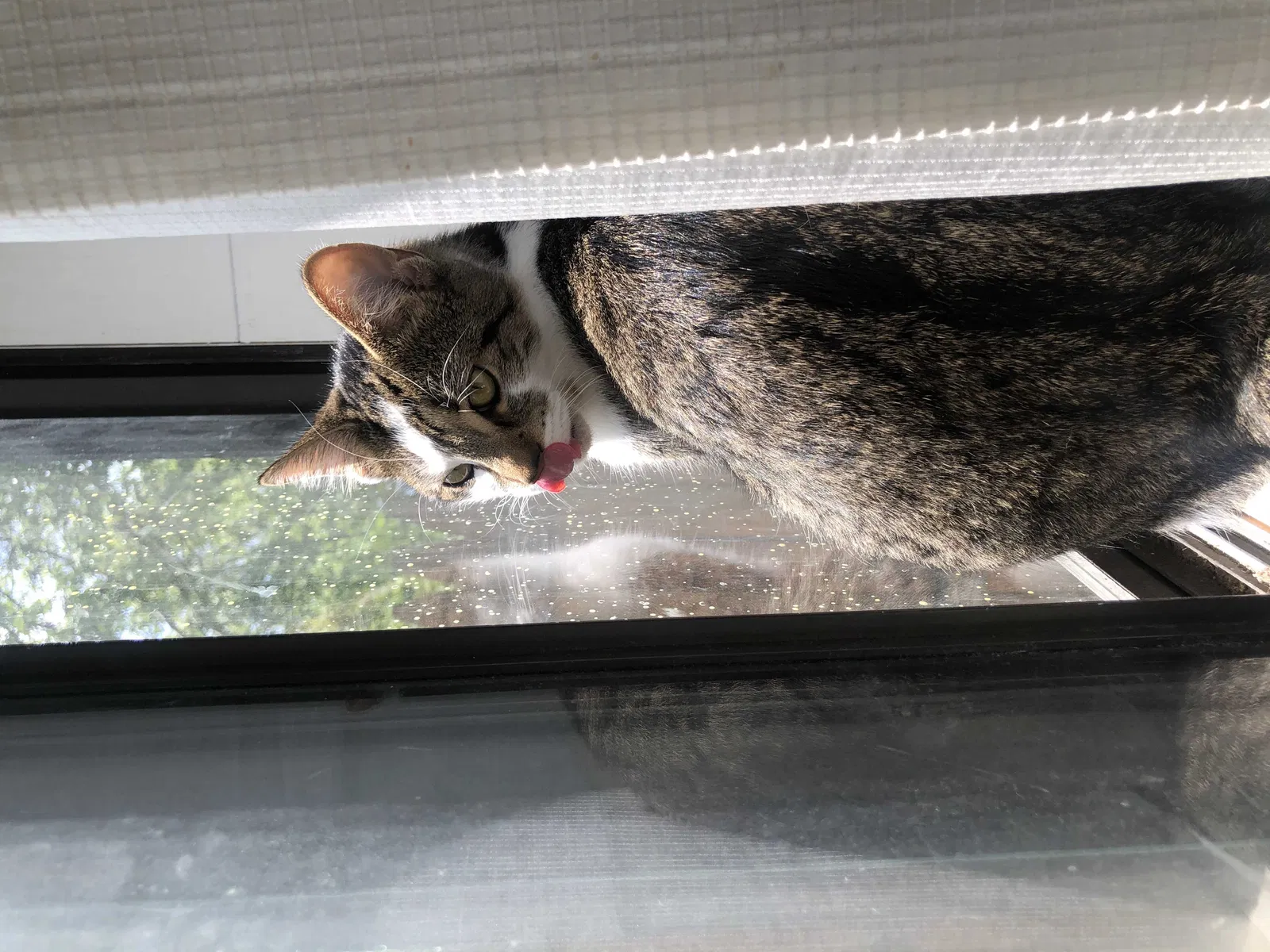 Lost cat in Philadelphia, PA, 19115