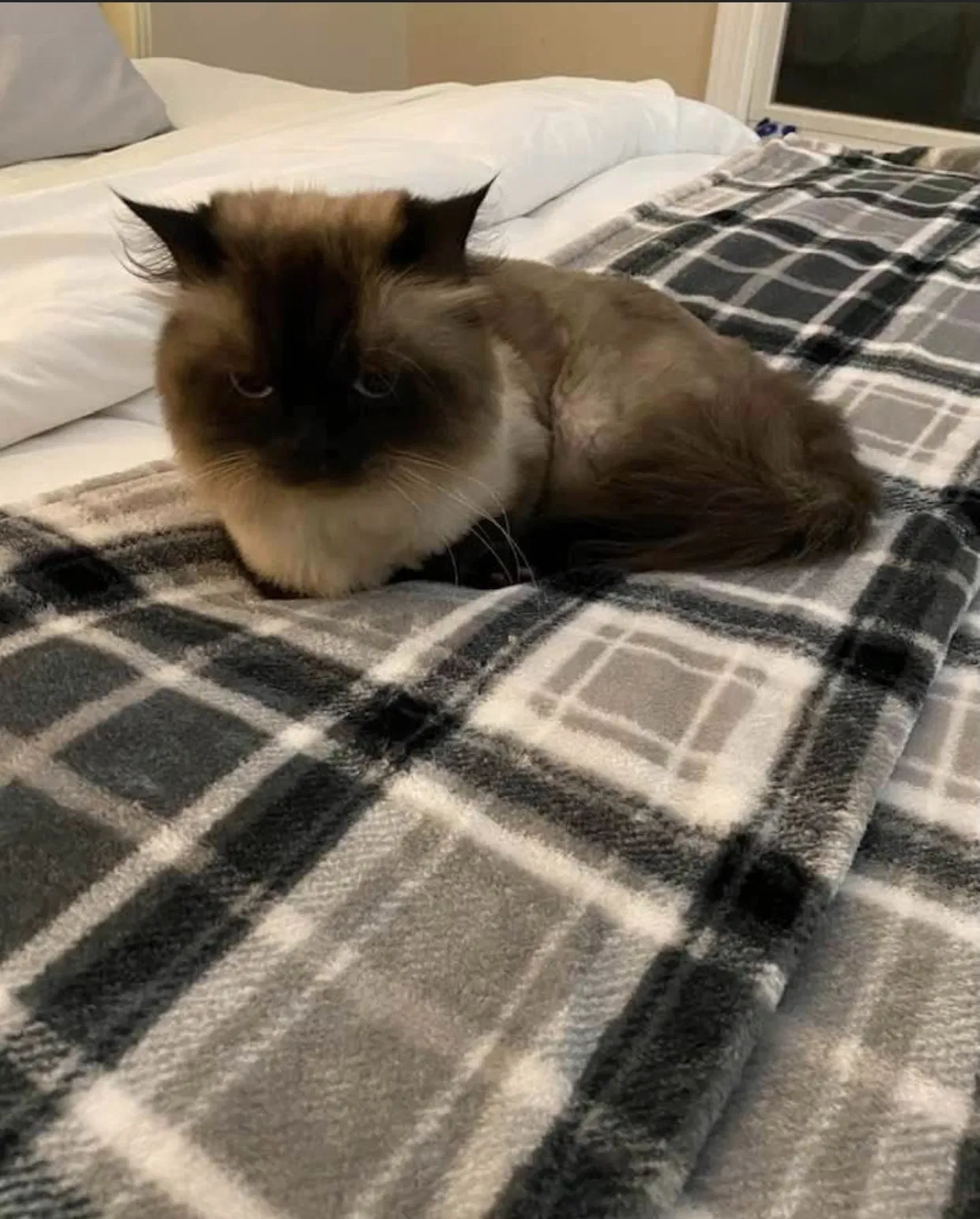 Lost cat in Hickory, NC, 28602
