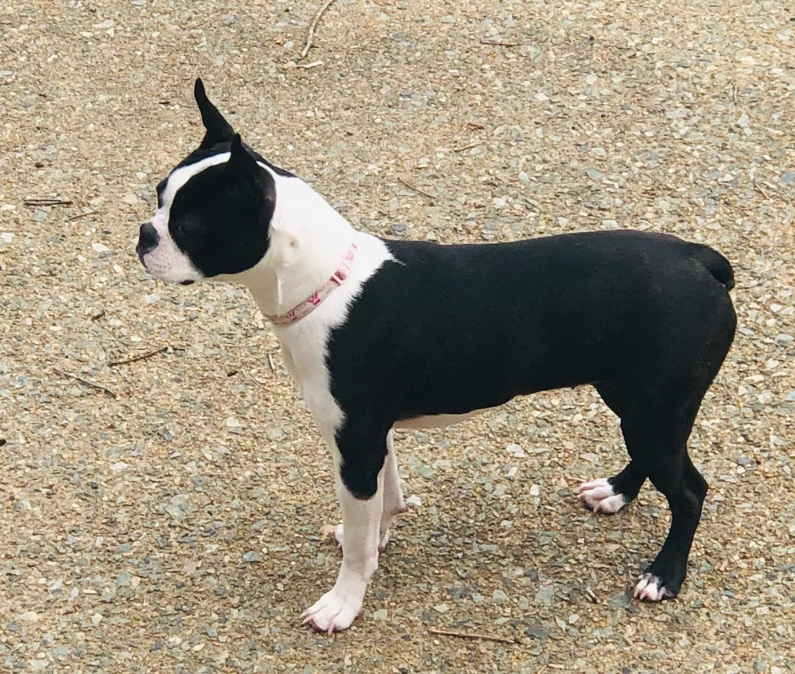 Lost dog in Midlothian, VA, 23113