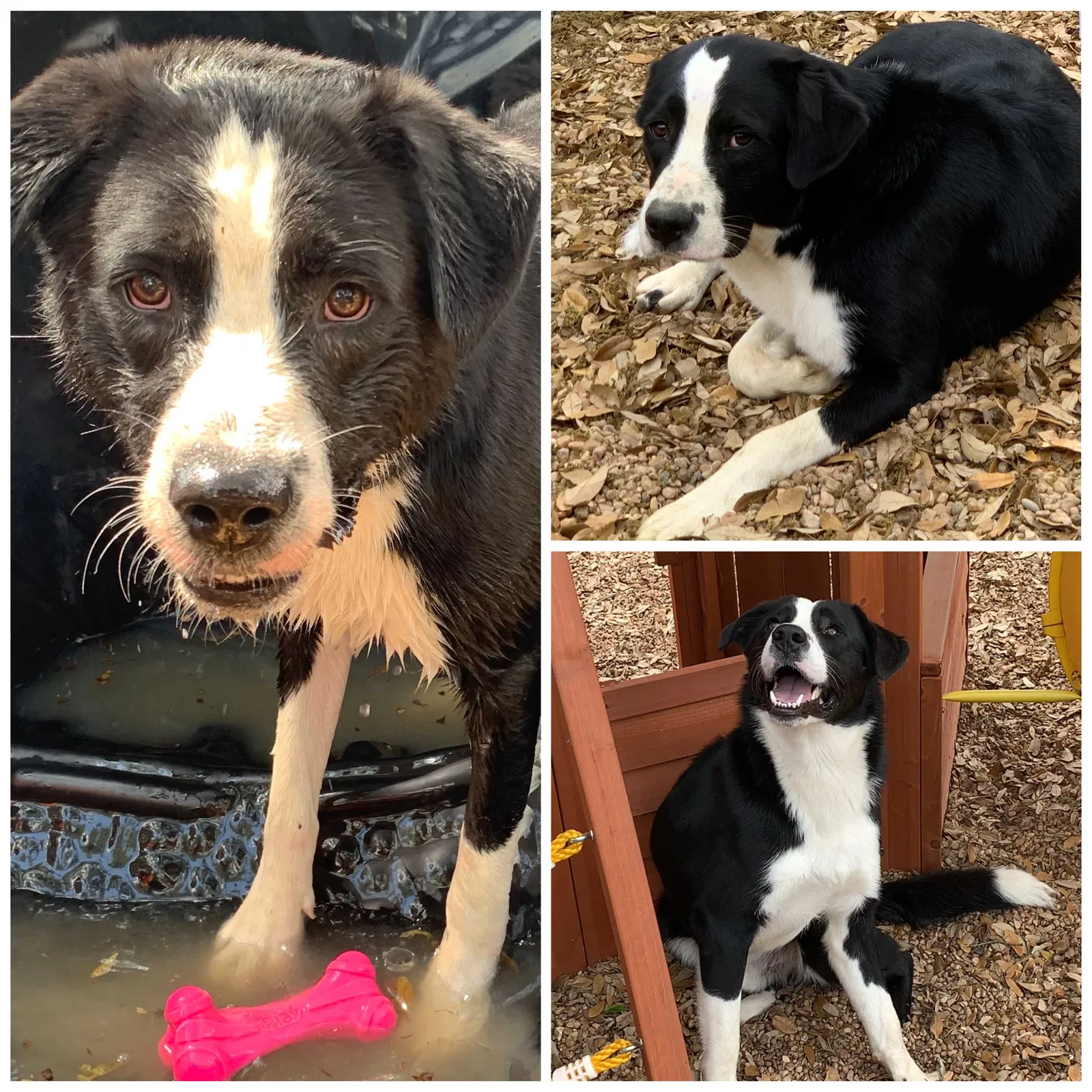 Lost dog in San Antonio, TX, 78231