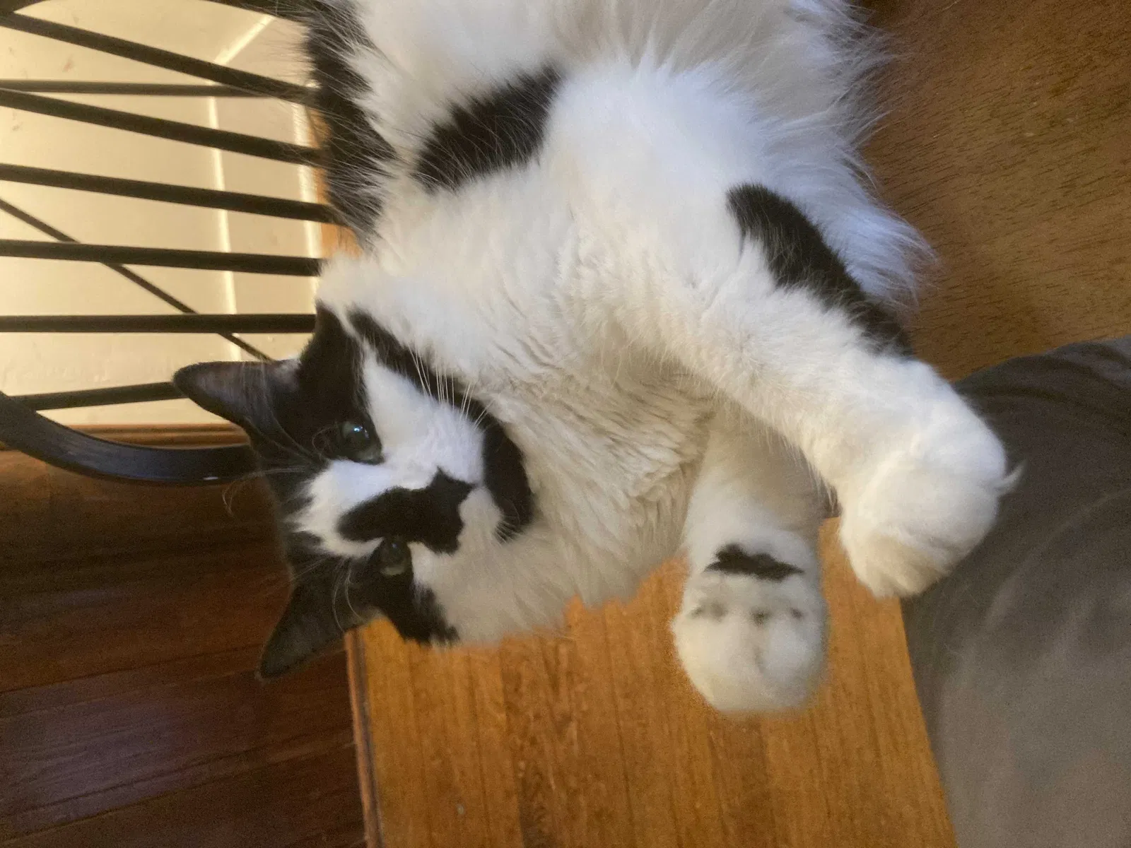Lost cat in Atlanta, GA, 30306