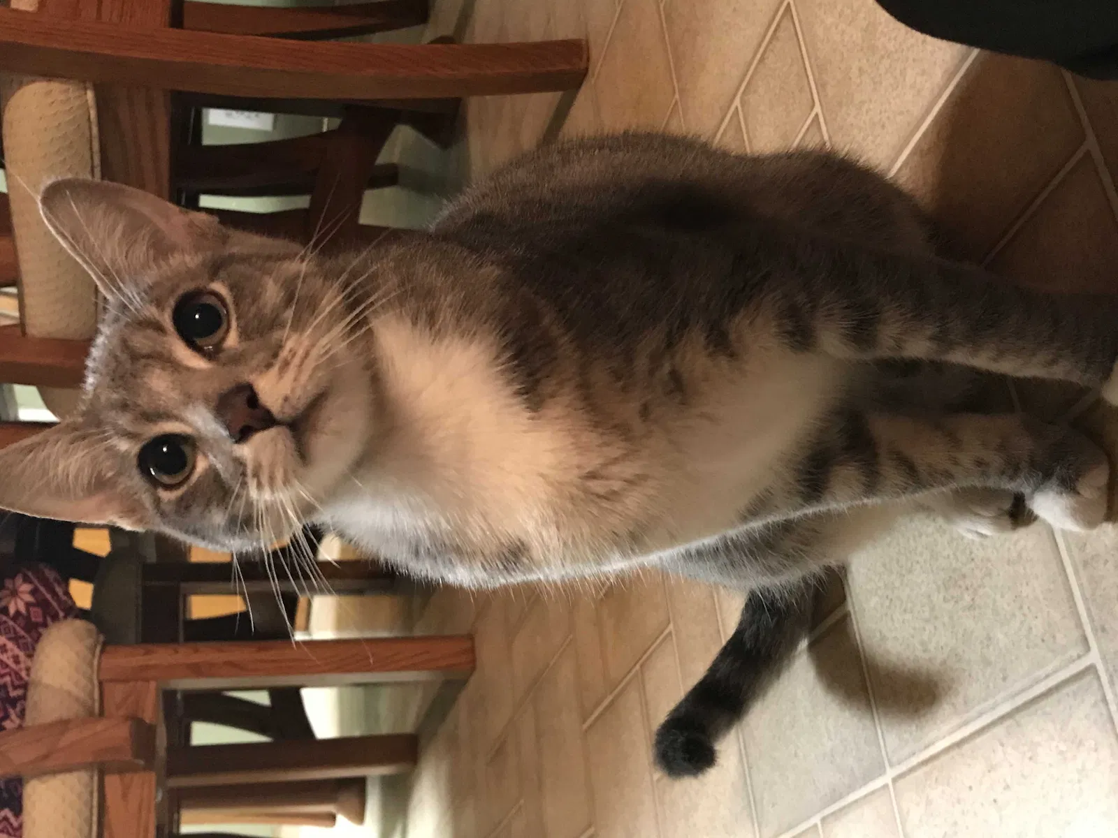 Lost cat in Modesto, CA, 95351