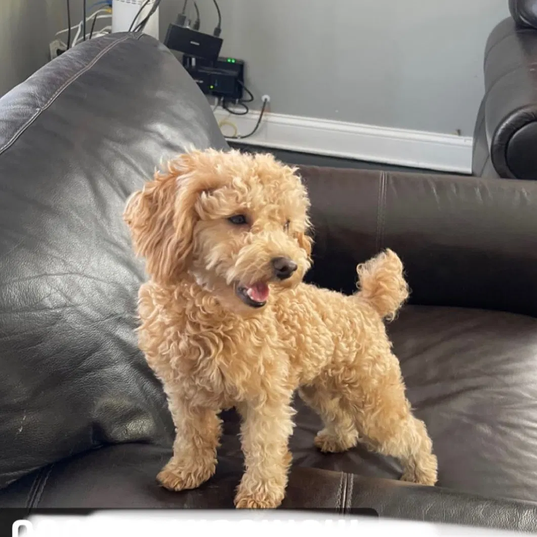 Lost dog in East Elmhurst, NY, 11370