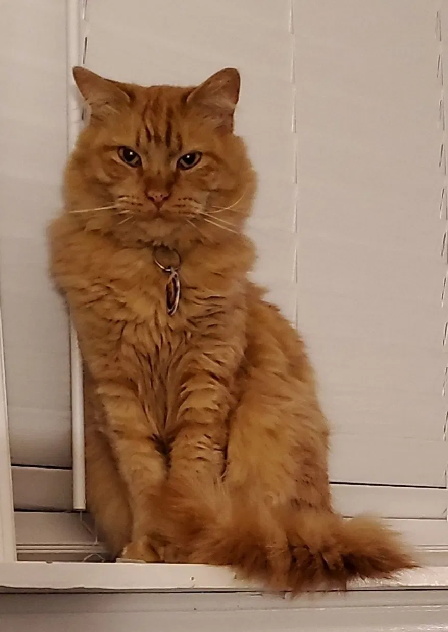 Lost cat in Clearfield, UT, 84015