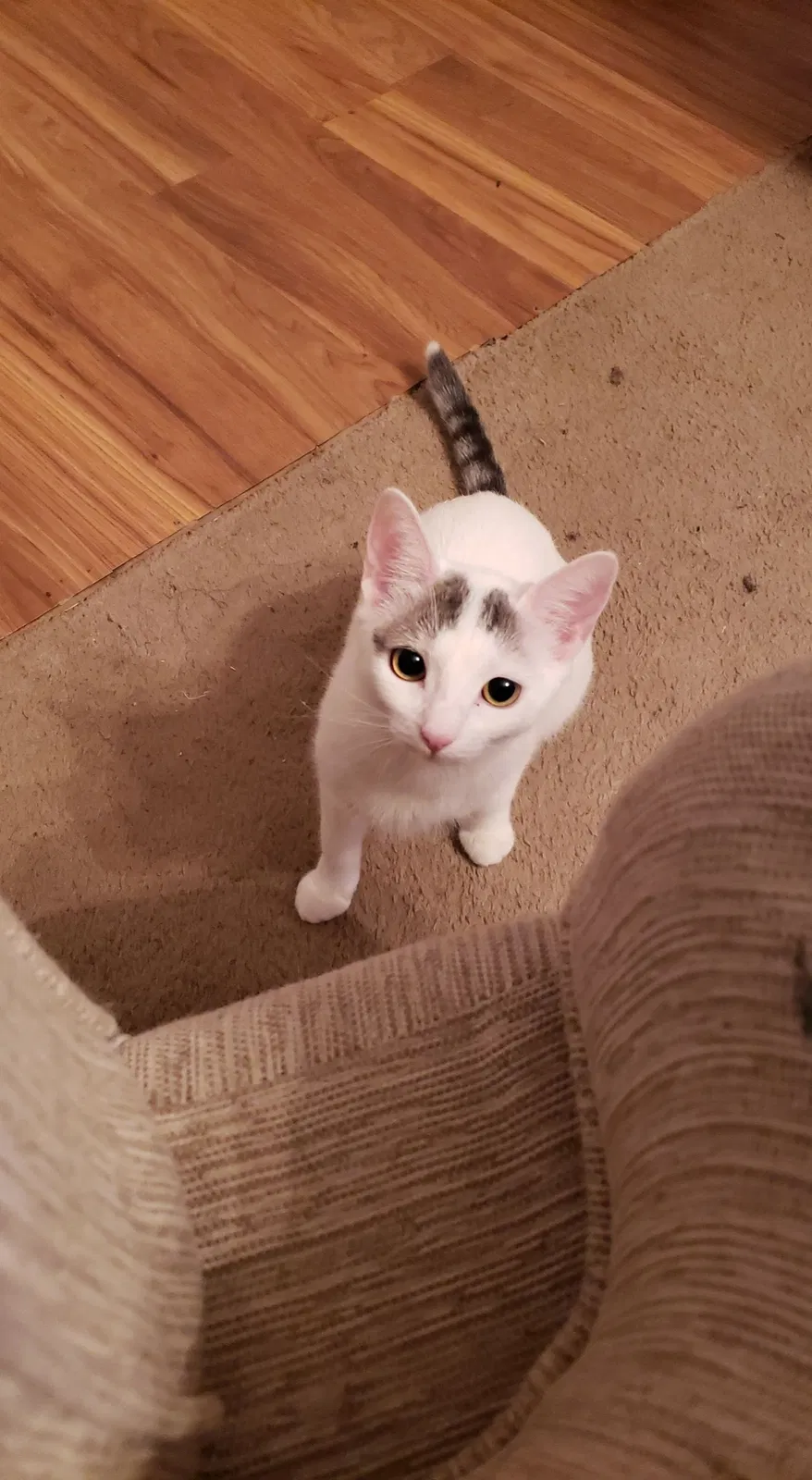 Lost cat in Rio Rancho, NM, 87144