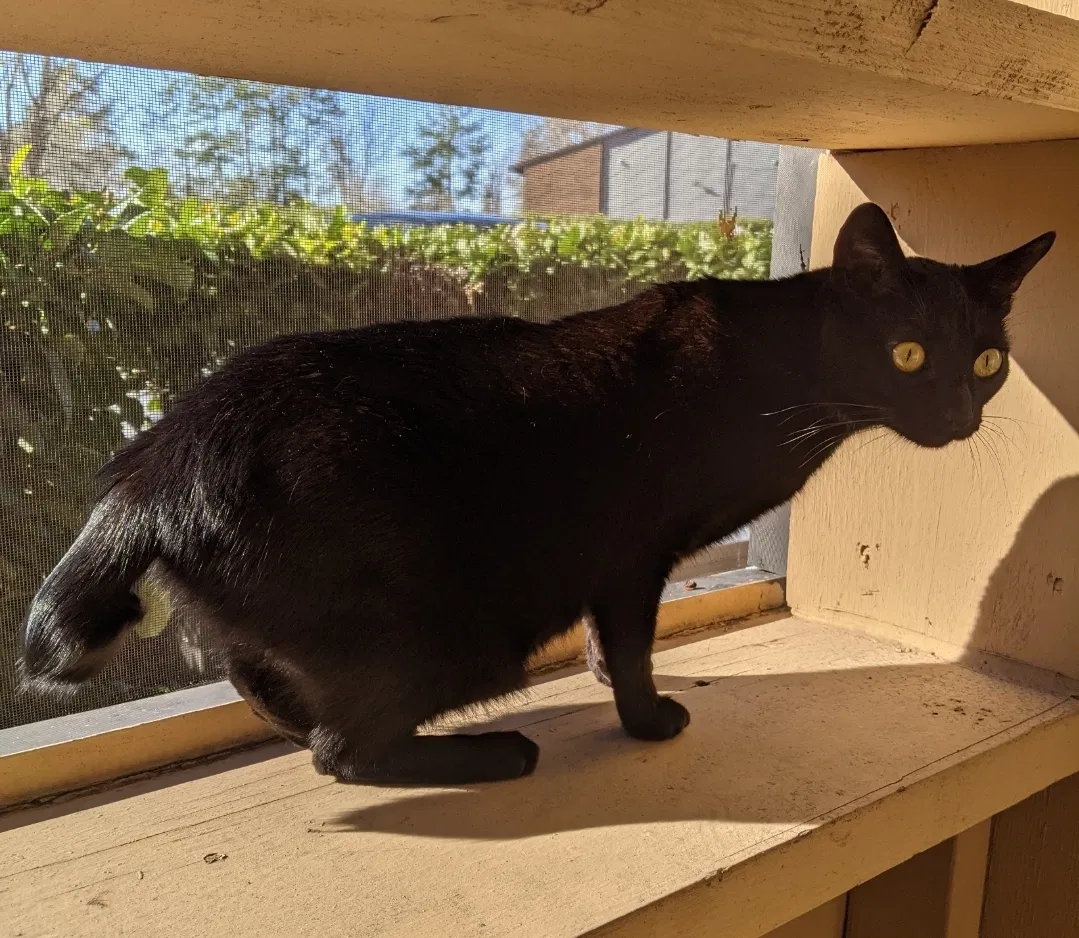 Lost cat in Jacksonville, FL, 32256