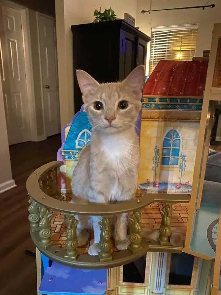 Lost cat in Charleston, SC, 29414