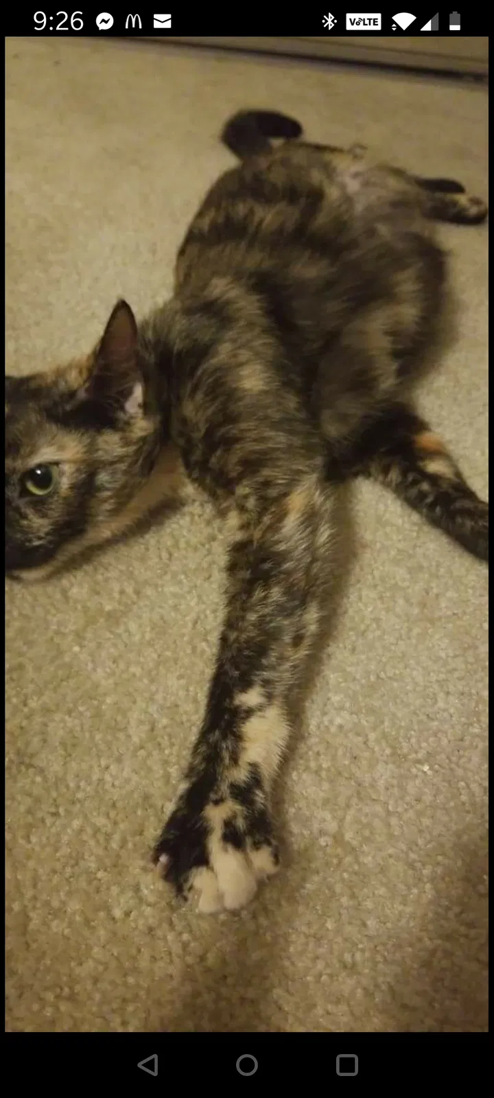 Lost cat in Temecula, CA, 92592
