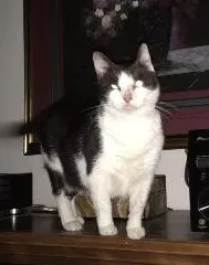 Lost cat in Cedar Park, TX, 78613