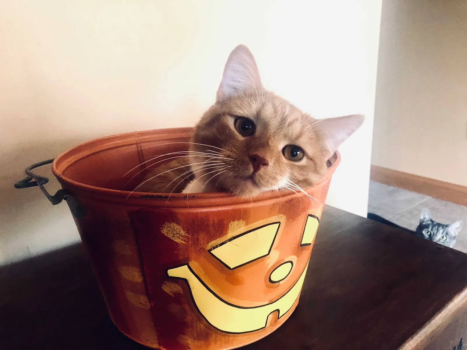 Lost cat in Vandalia, OH, 45377