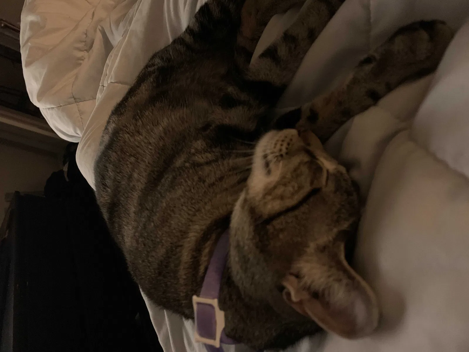 Lost cat in Dallas, TX, 75287