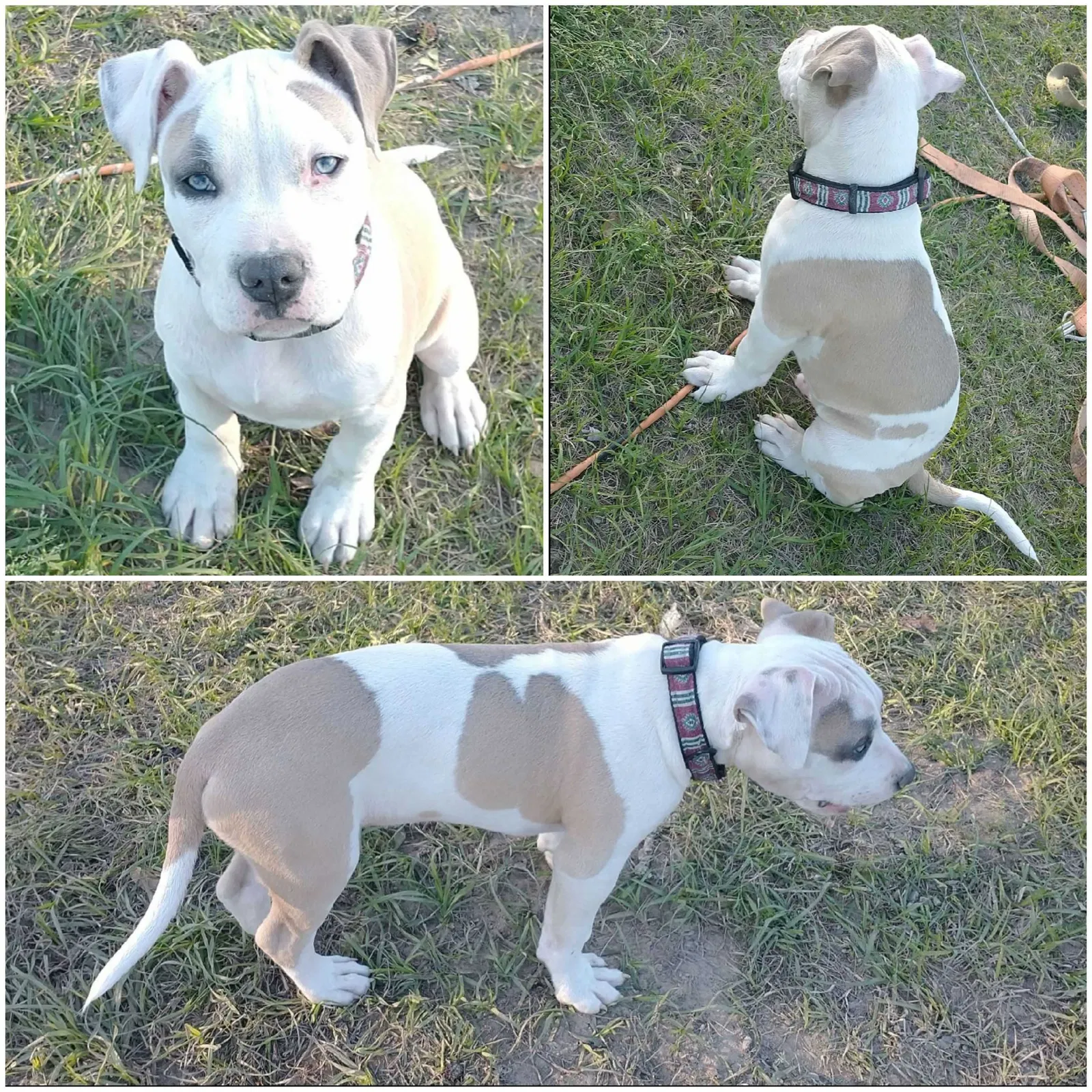 Lost dog in Conroe, TX, 77302