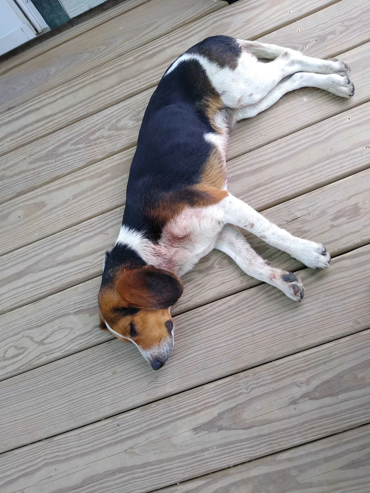 Found dog in Cleveland, TX, 77327