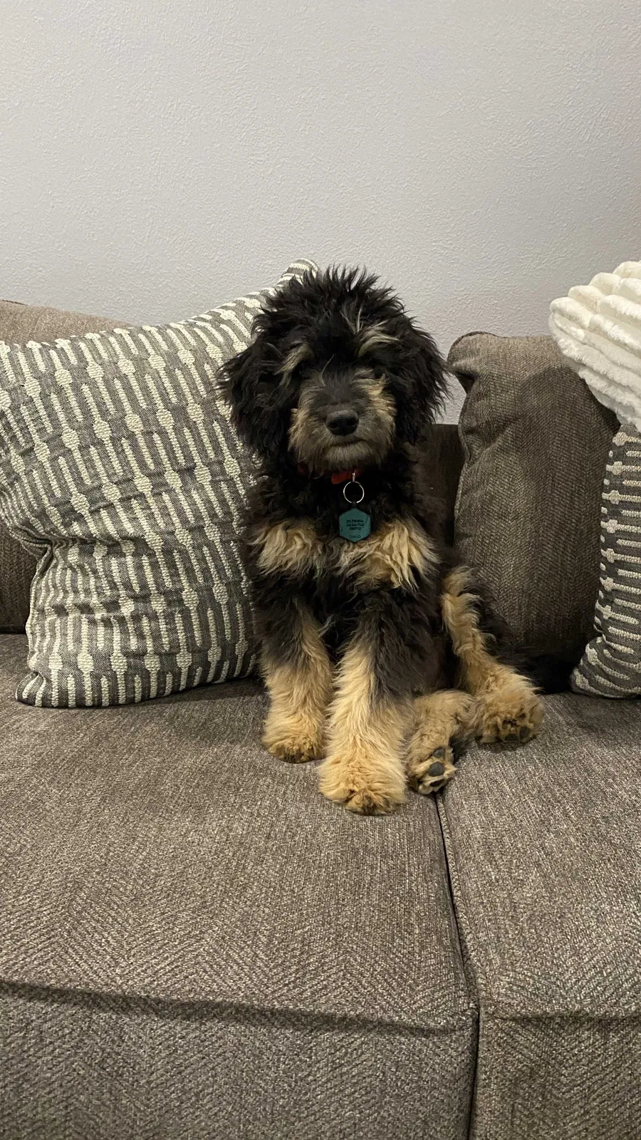 Lost dog in Dallas, TX, 75234