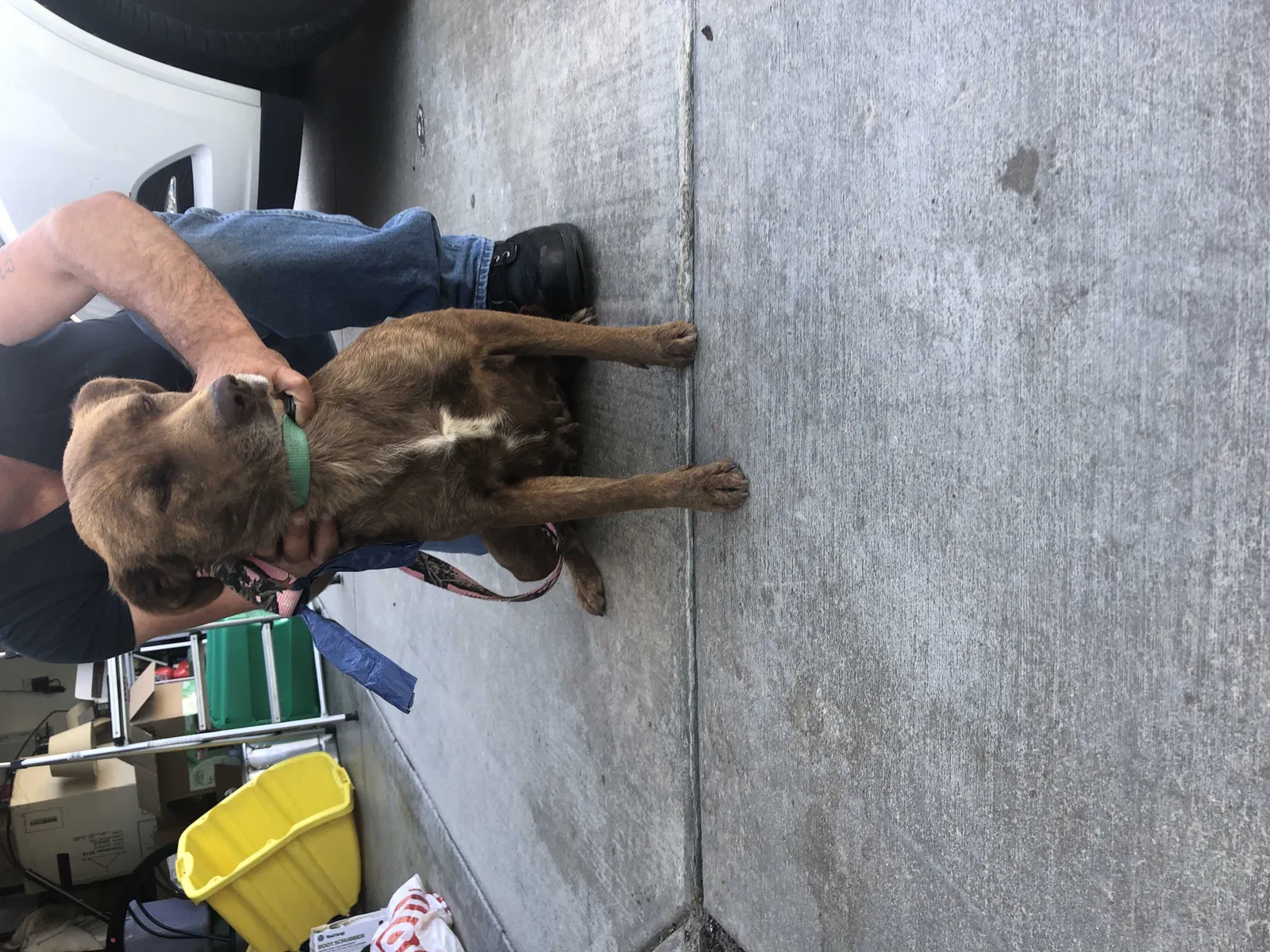 Found dog in Atwater, CA, 95301