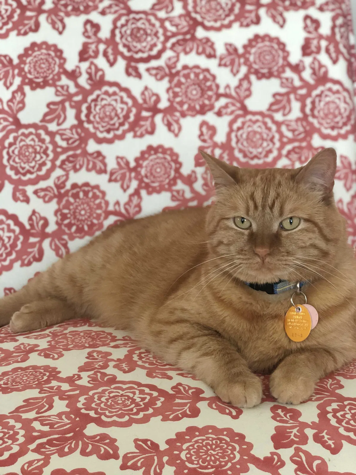 Lost cat in Knoxville, TN, 37931