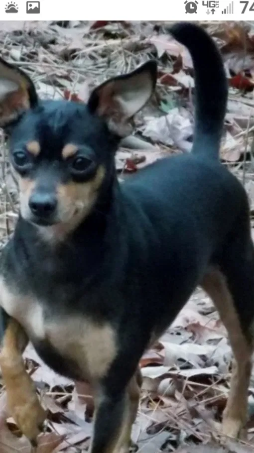 Lost dog in Cabot, AR, 72023