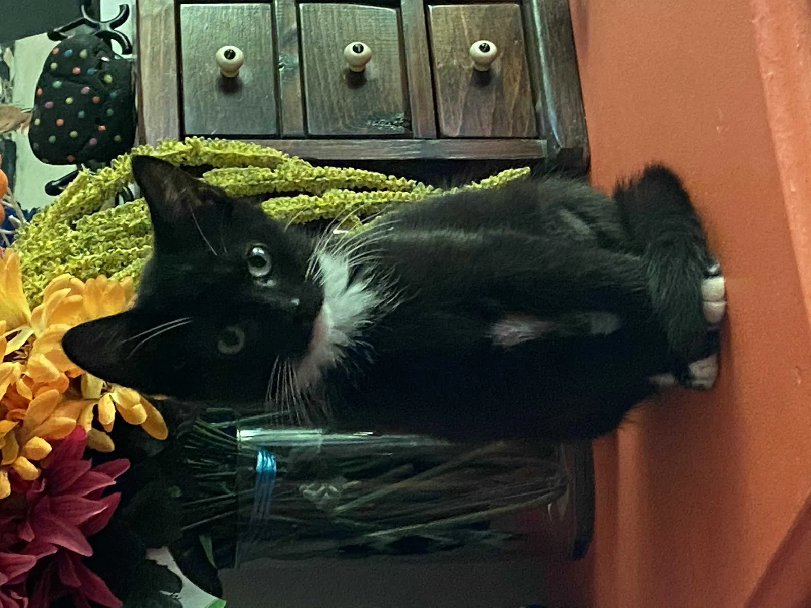 Found cat in King George, VA, 22485
