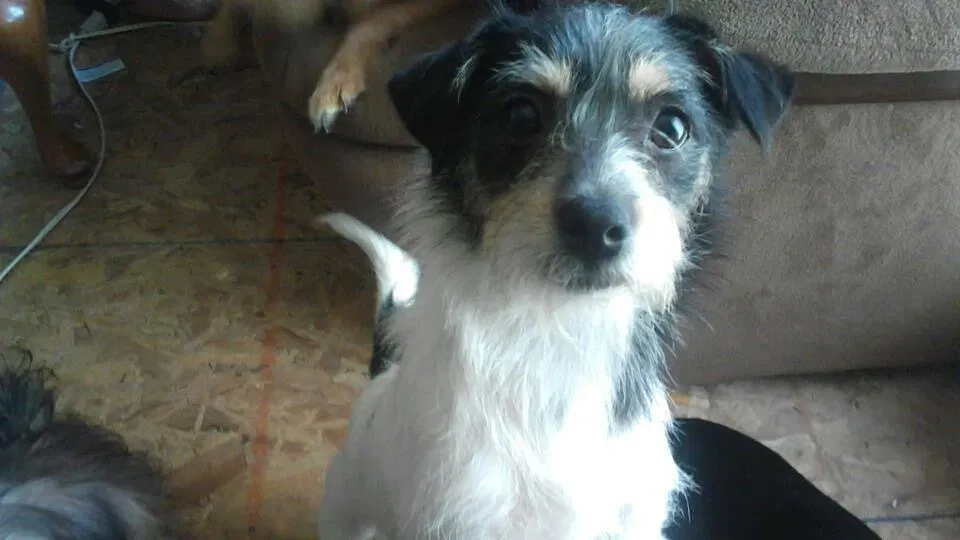Lost dog in North Baltimore, OH, 45872
