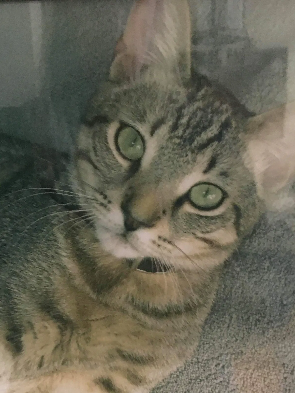 Lost cat in Satellite Beach, FL, 32937