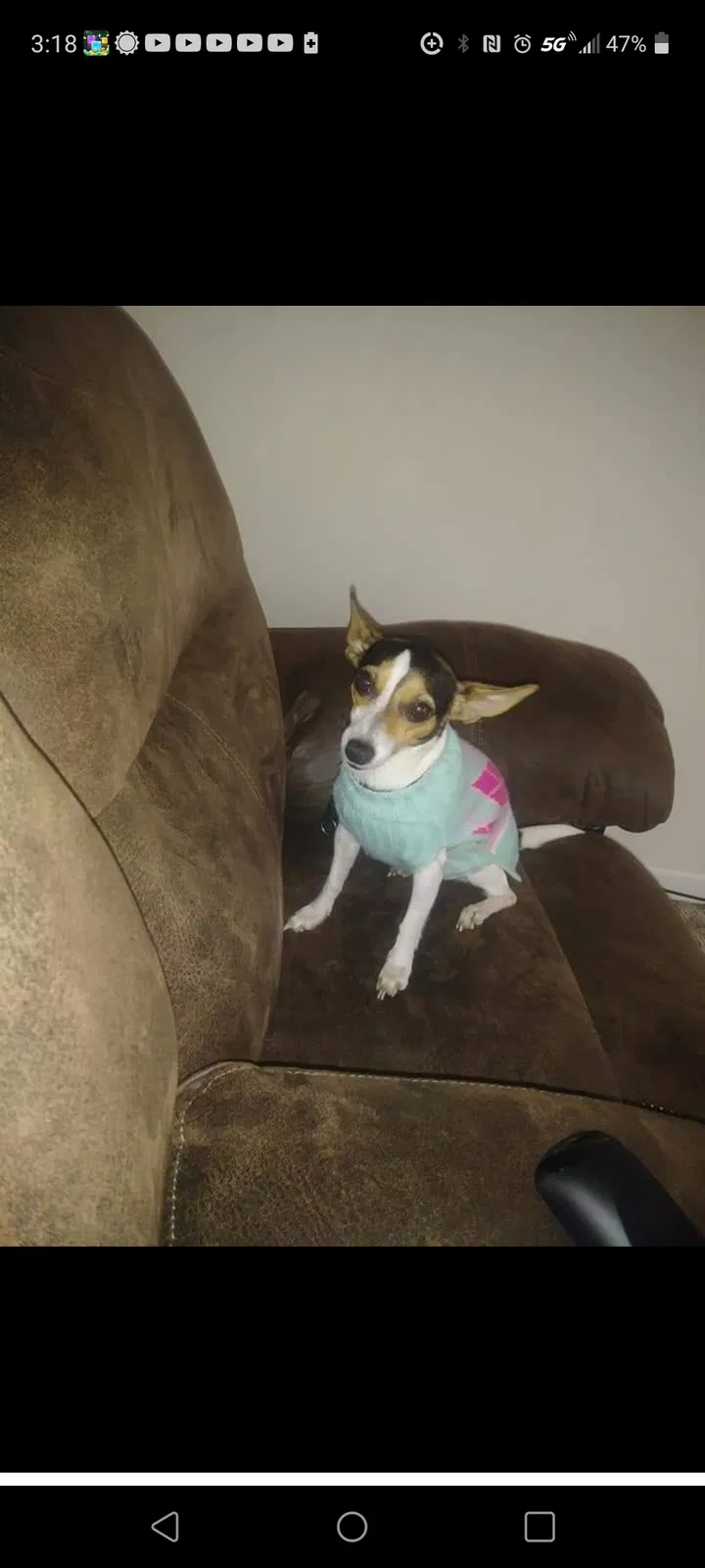 Lost dog in Findlay, OH, 45840