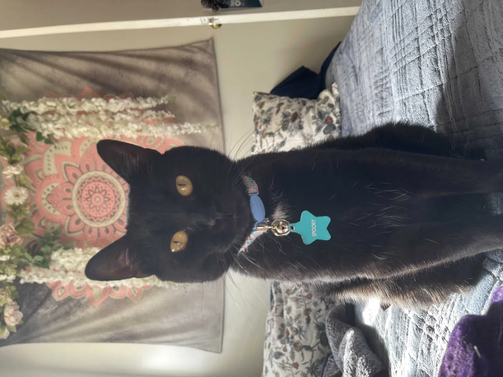 Lost cat in Salt Lake City, UT, 84115