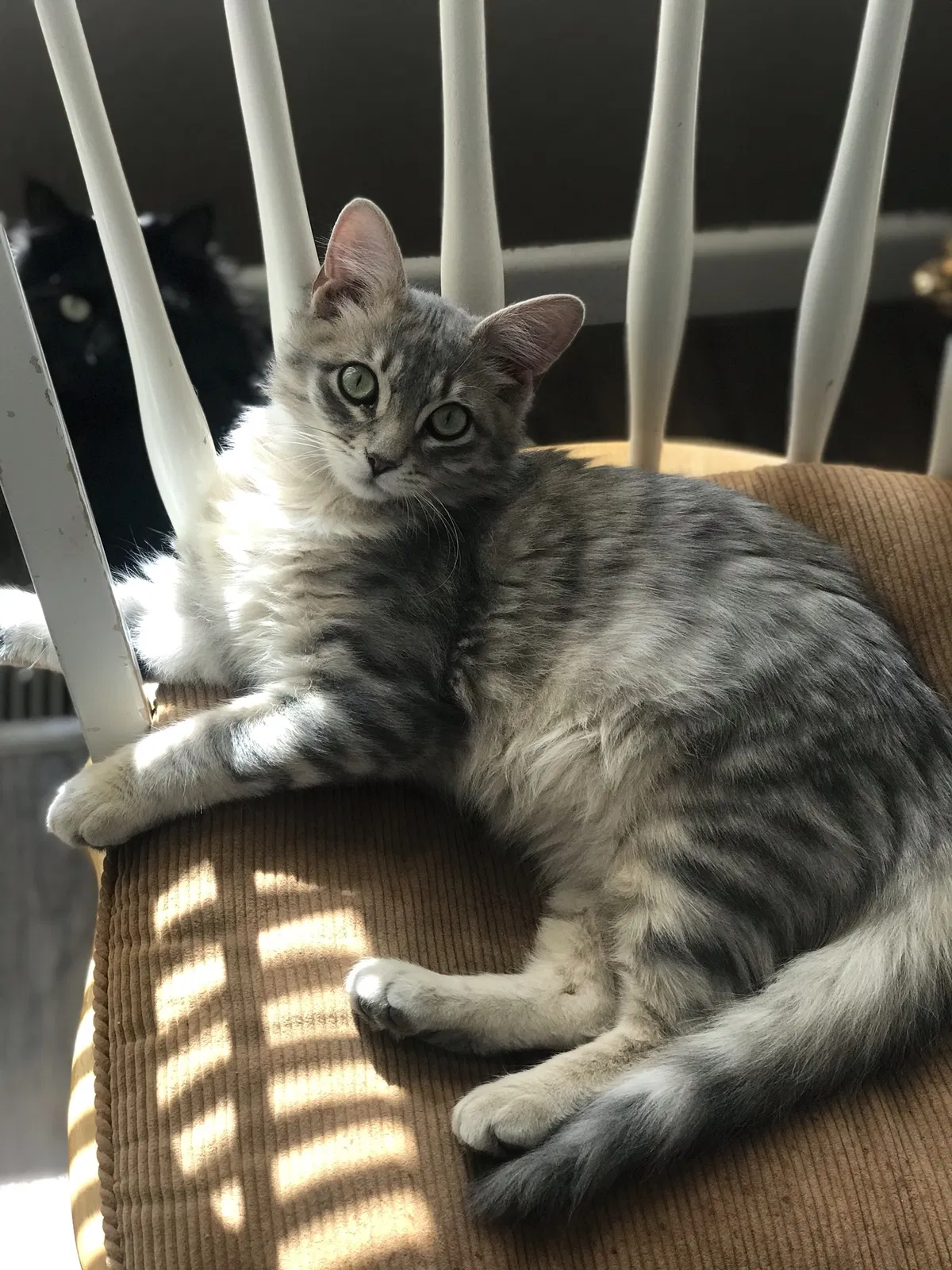 Lost cat in Lubbock, TX, 79416
