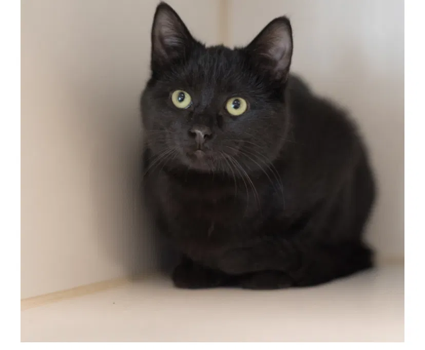 Lost cat in Woodridge, IL, 60517