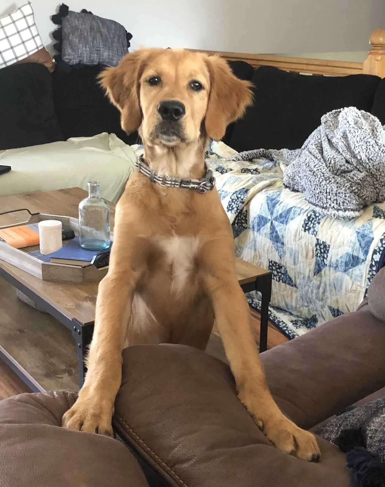 Lost dog in Delano, MN, 55328