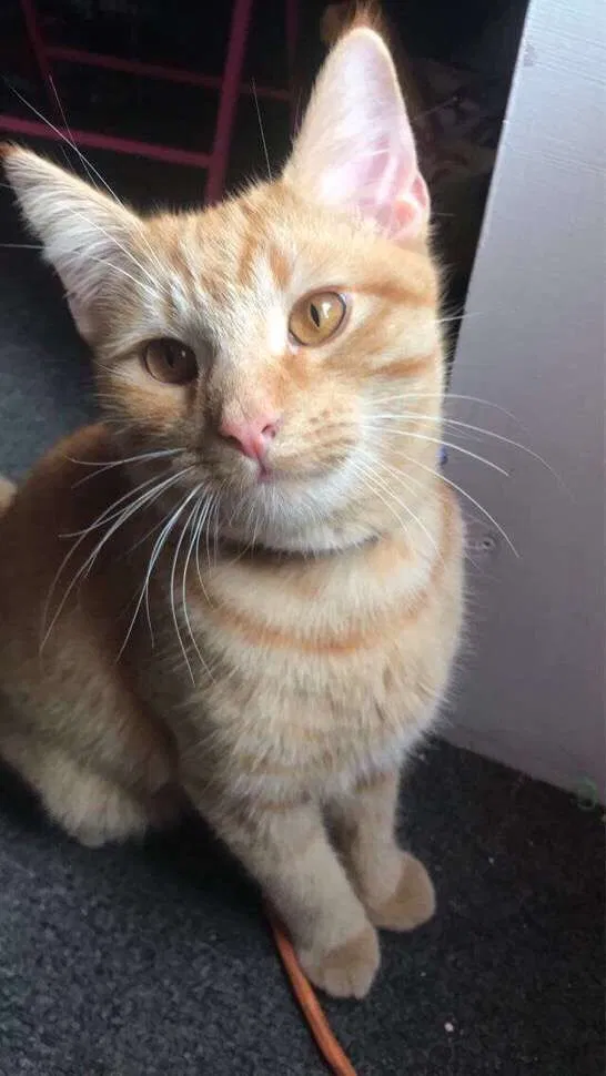 Missing Cat