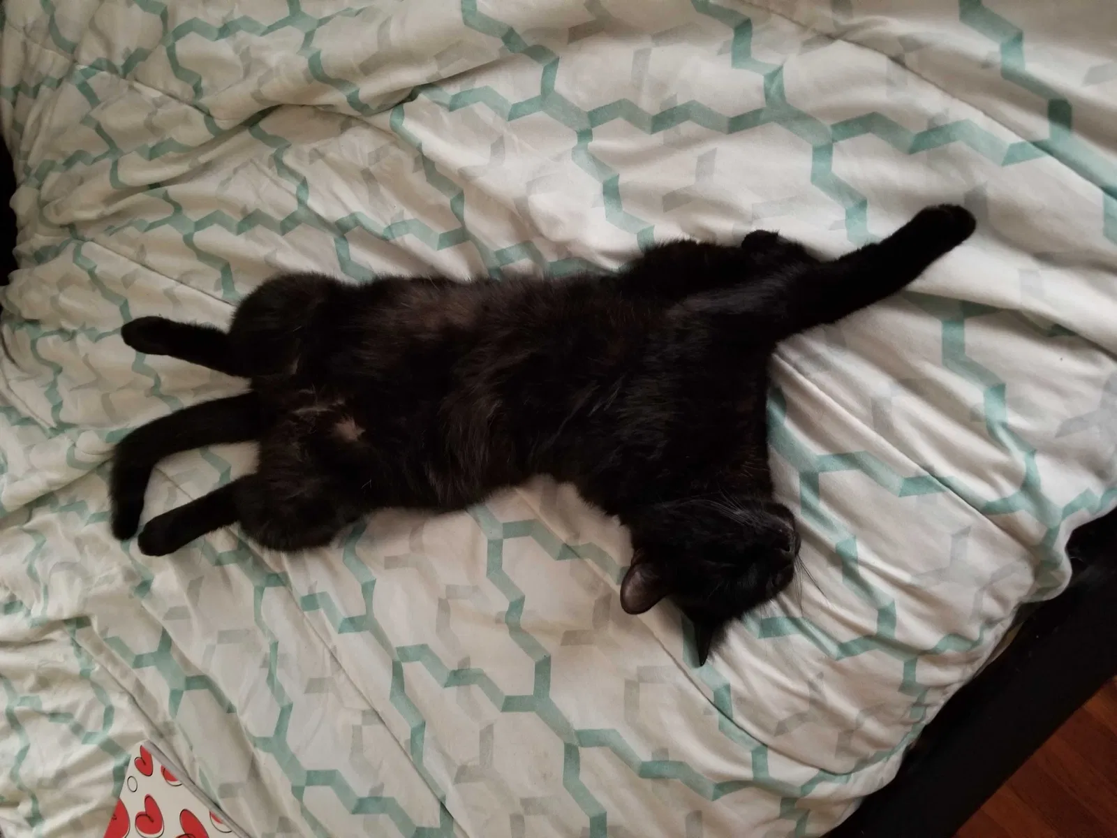 Lost cat in Ogden, UT, 84405