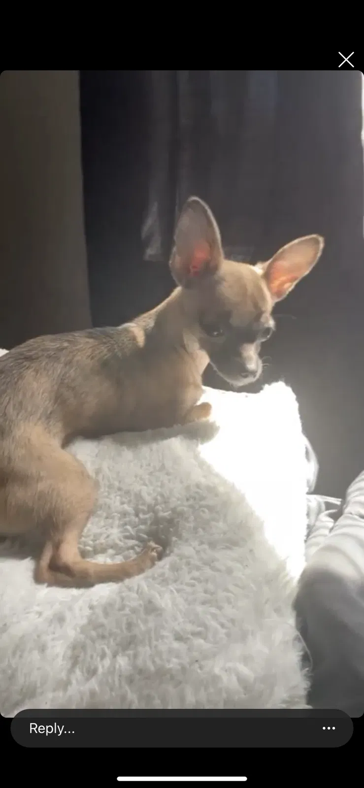 Lost dog in Baltimore, MD, 21218