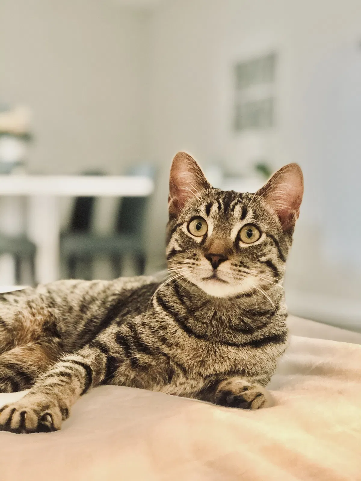 Lost cat in Birmingham, AL, 35207