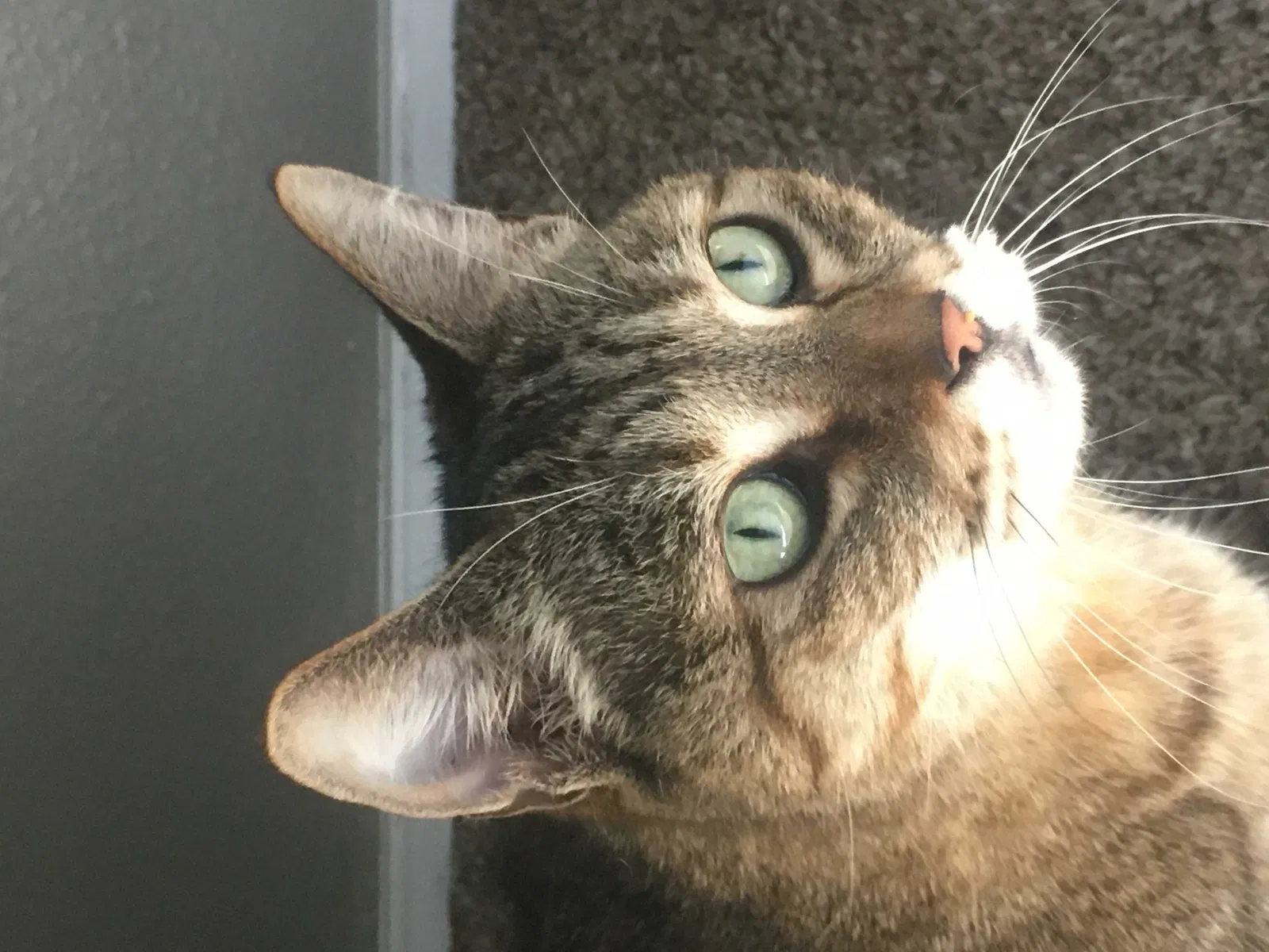 Found cat in Salem, OR, 97302
