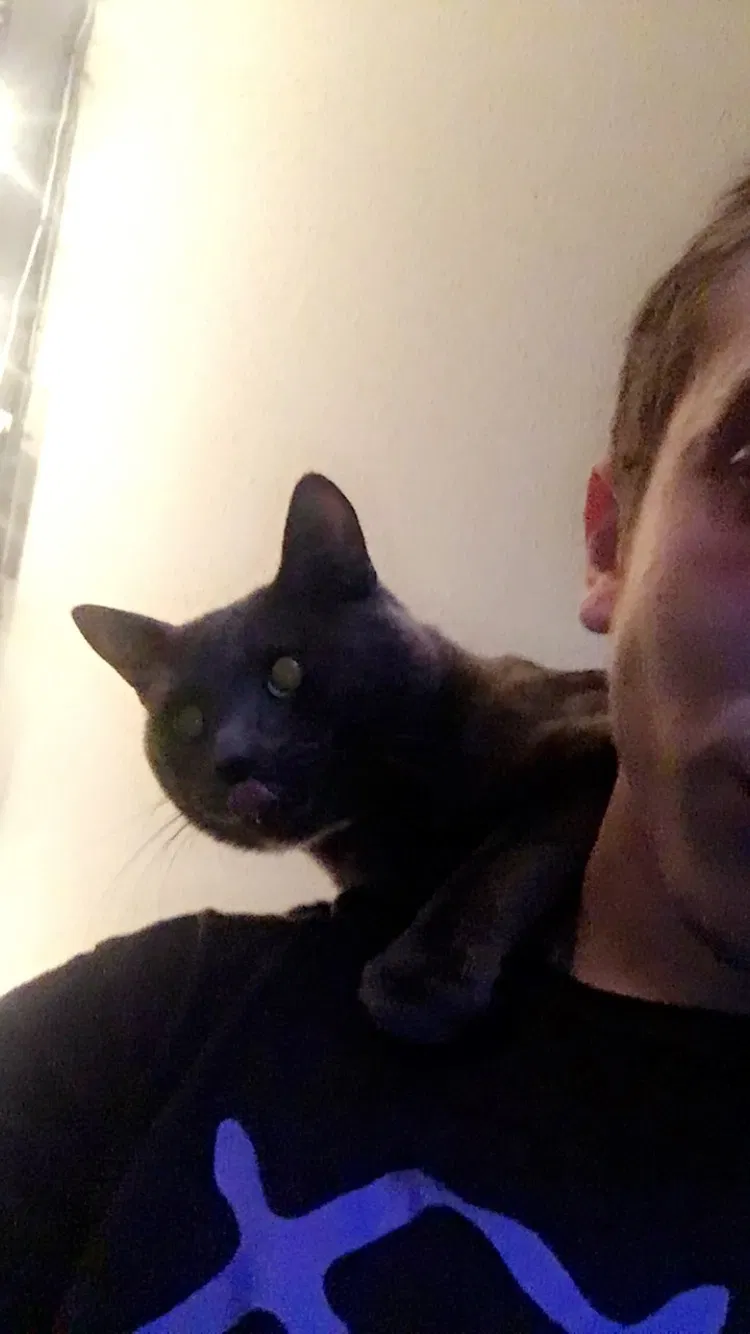 Lost cat in Anoka, MN, 55303