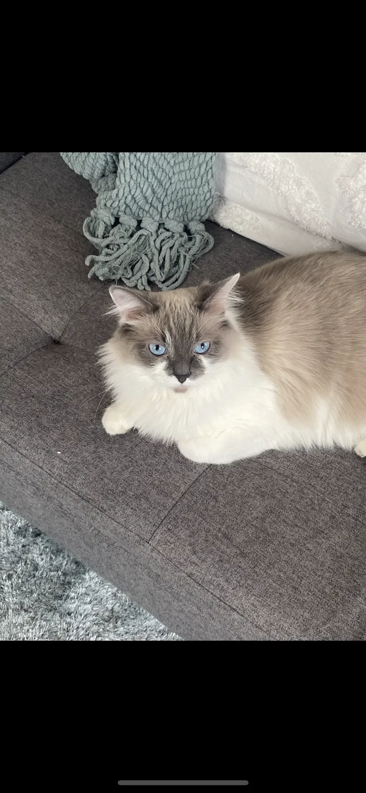 Lost cat in Cincinnati, OH, 45212